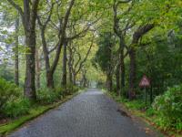 Heimfahrt durch eine Platanen Allee - São Miguel